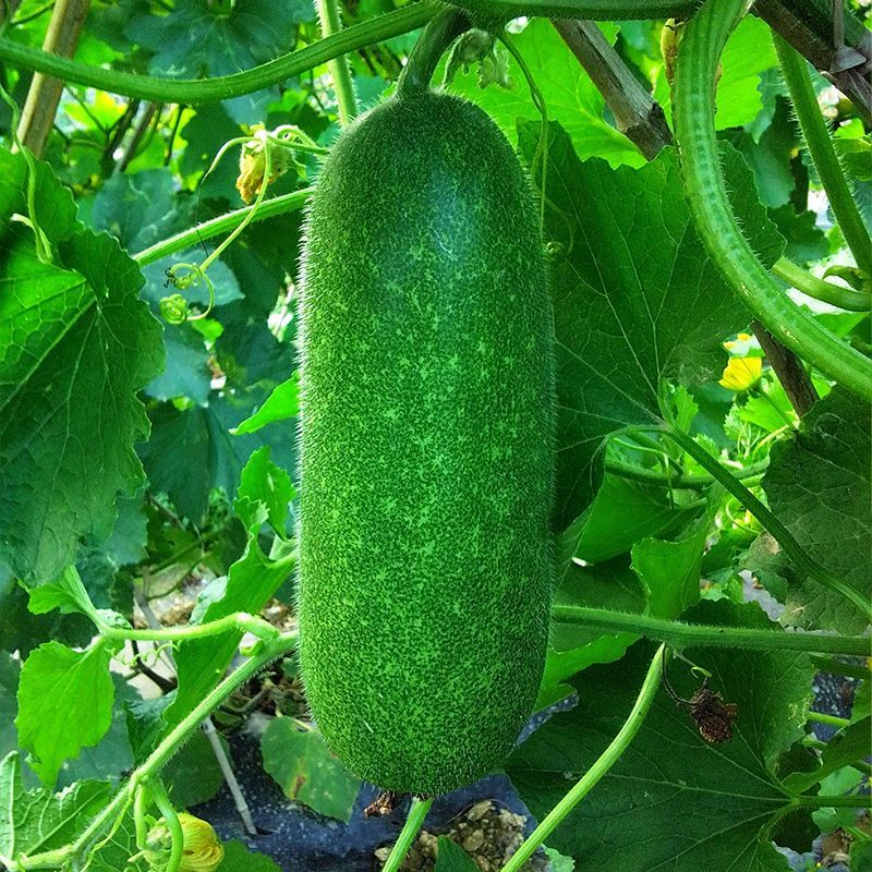 白星102冬瓜种子迷你小冬瓜绿肉小节瓜种籽起腊粉毛节瓜蔬