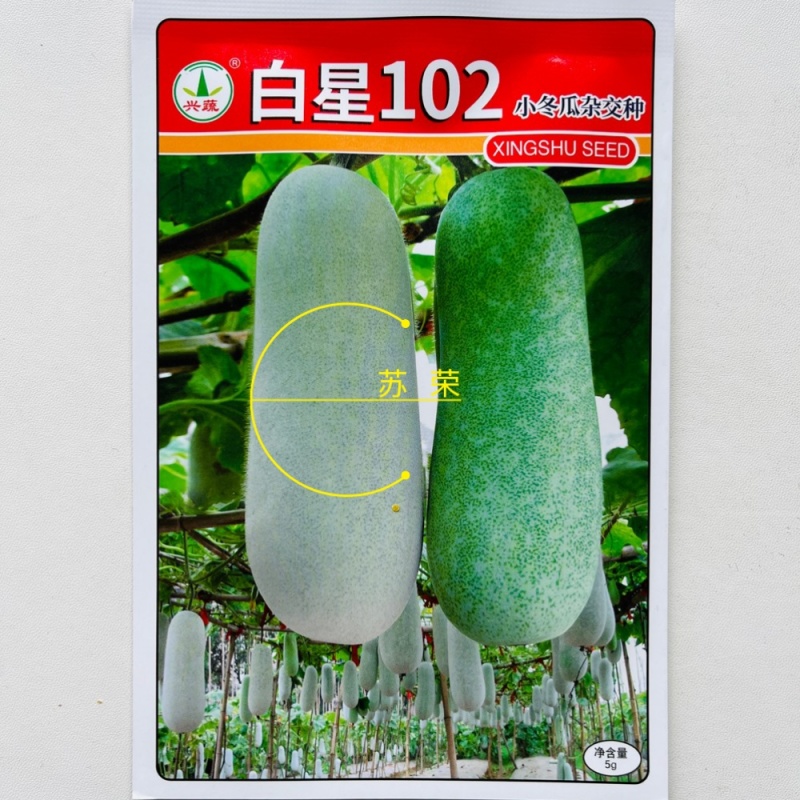 白星102冬瓜种子迷你小冬瓜绿肉小节瓜种籽起腊粉毛节瓜蔬
