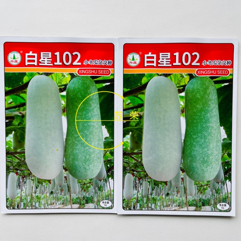 白星102冬瓜种子迷你小冬瓜绿肉小节瓜种籽起腊粉毛节瓜蔬