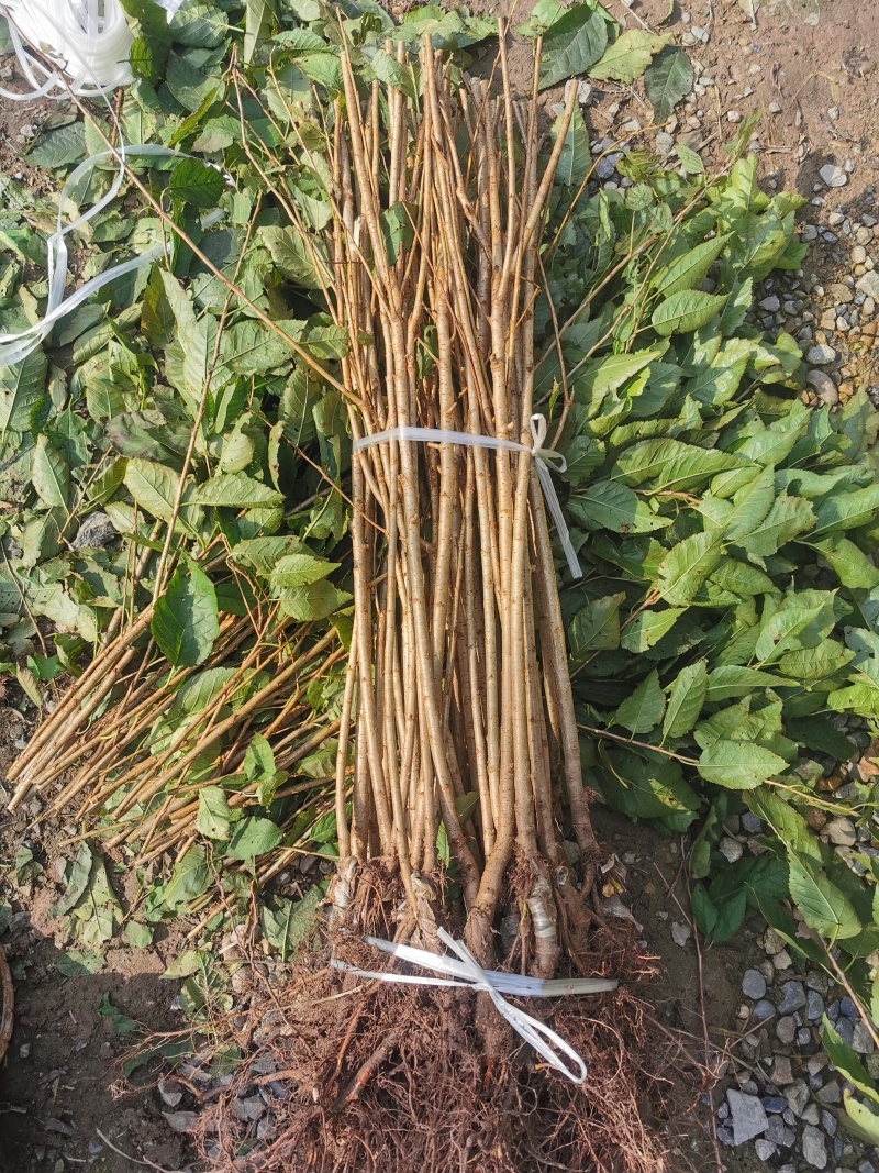 新品种/脆皮樱桃苗大果红妃樱桃苗黑珍珠樱桃苗嫁接苗现挖苗