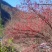 陕西秦岭大山里面的山茱萸一手货源，欢迎订购