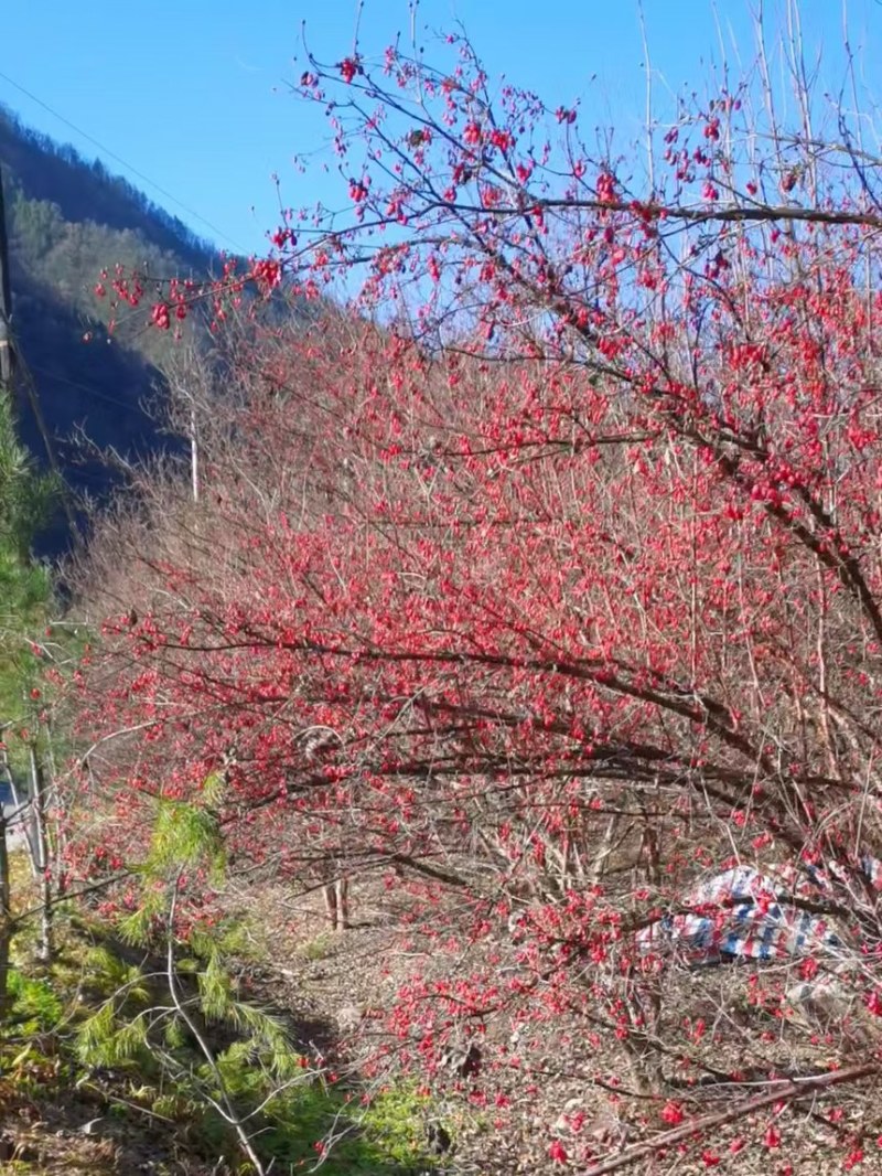 陕西秦岭大山里面的山茱萸一手货源，欢迎订购