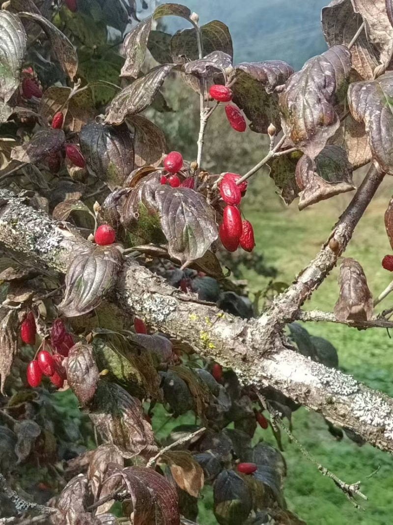 陕西秦岭大山里面的山茱萸一手货源，欢迎订购