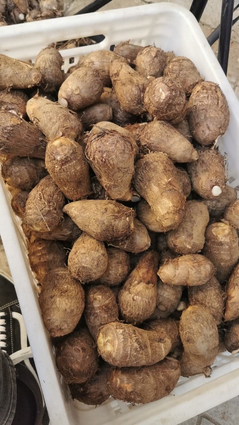 沂蒙山精品毛芋头8520豆包奶油芋头