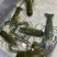 淡水澳洲蓝龙虾多种规格小龙虾自有基地塘口直发顺丰冷藏到家