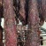 熟牛肉牛肉大块牛肉风干牛肉地摊牛肉麻辣牛肉