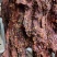熟牛肉牛肉大块牛肉风干牛肉地摊牛肉麻辣牛肉