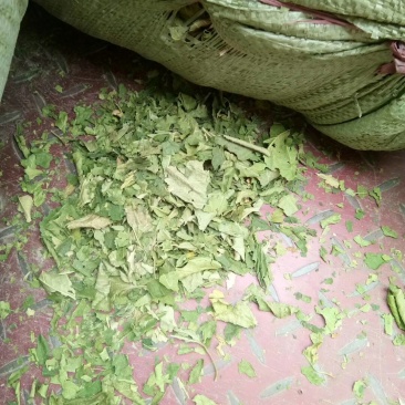 青桑叶大量出售，最后三十吨位价格美丽