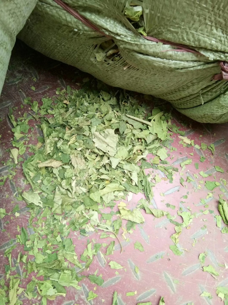 青桑叶大量出售，最后三十吨位价格美丽