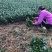 福鼎大白茶苗春季萌发期精选，成活率高。量大优惠