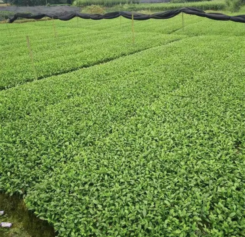 问春茶苗，基地农田直发品质保证纯正，优良品