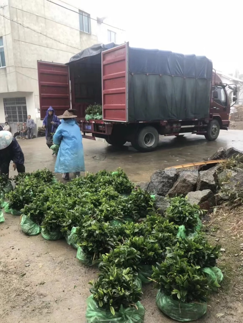 问春茶苗，基地农田直发品质保证纯正，优良品