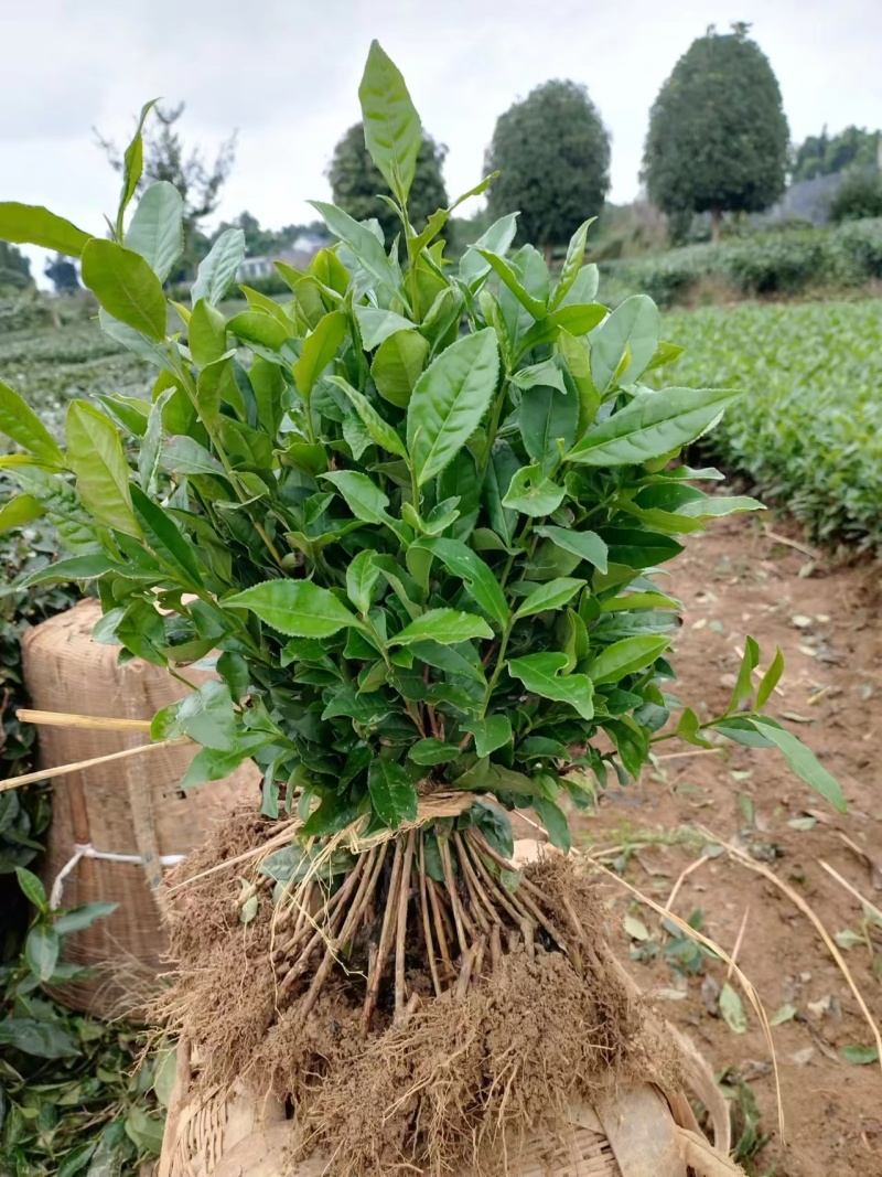 问春茶苗，基地农田直发品质保证纯正，优良品