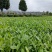 问春茶苗，基地农田直发品质保证纯正，优良品