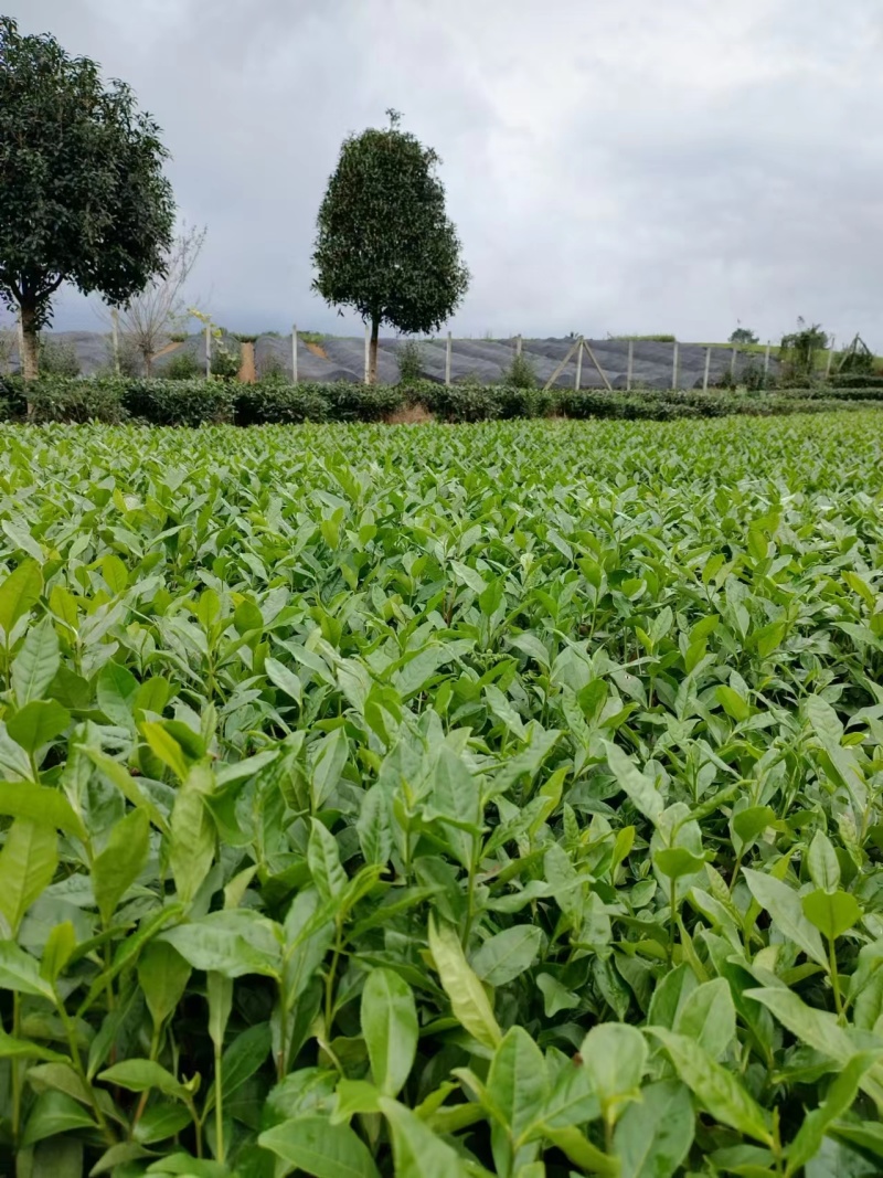 问春茶苗，基地农田直发品质保证纯正，优良品