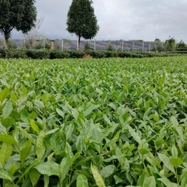 问春茶苗，基地农田直发品质保证纯正，优良品