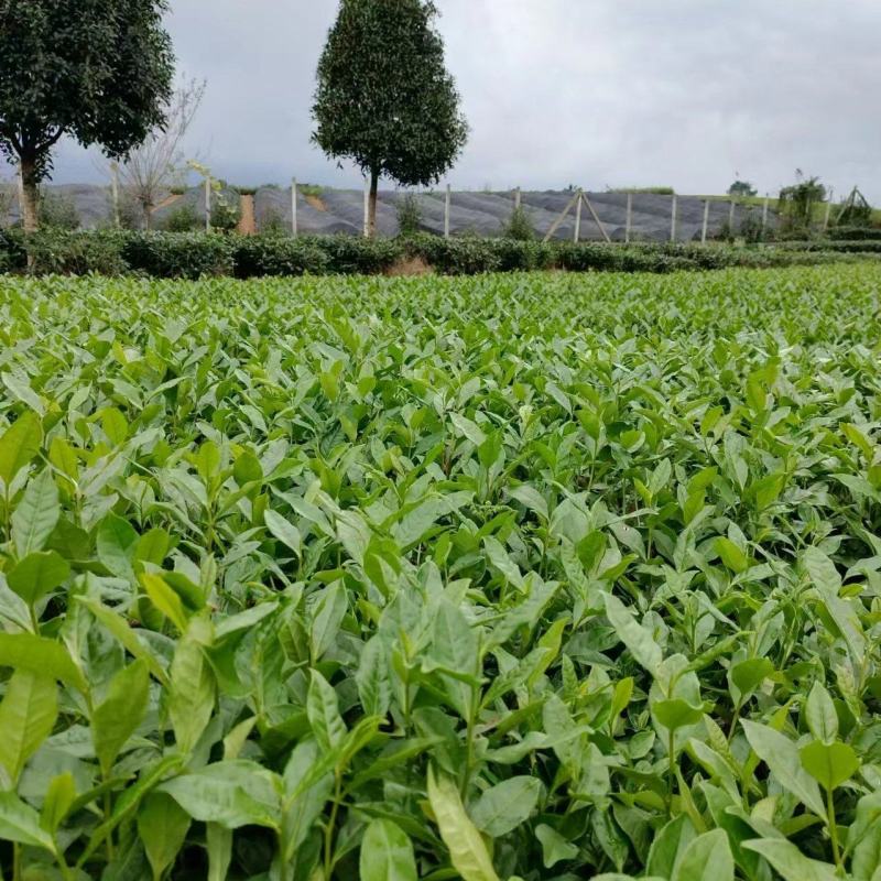 问春茶苗，基地农田直发品质保证纯正，优良品