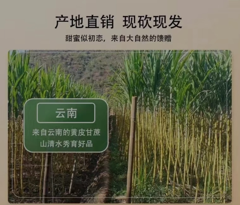 云南黄金甘蔗/黄皮甘蔗/云南甘蔗/对接全国日供应2万单