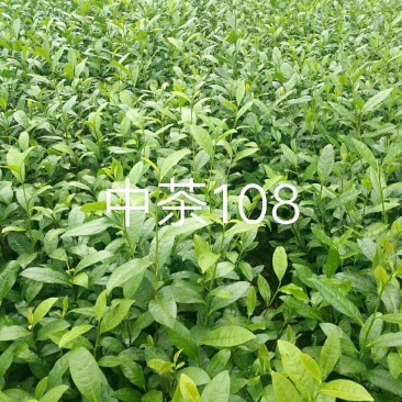 【优选】四川雅安精品中茶108质优价廉货源充足量大从