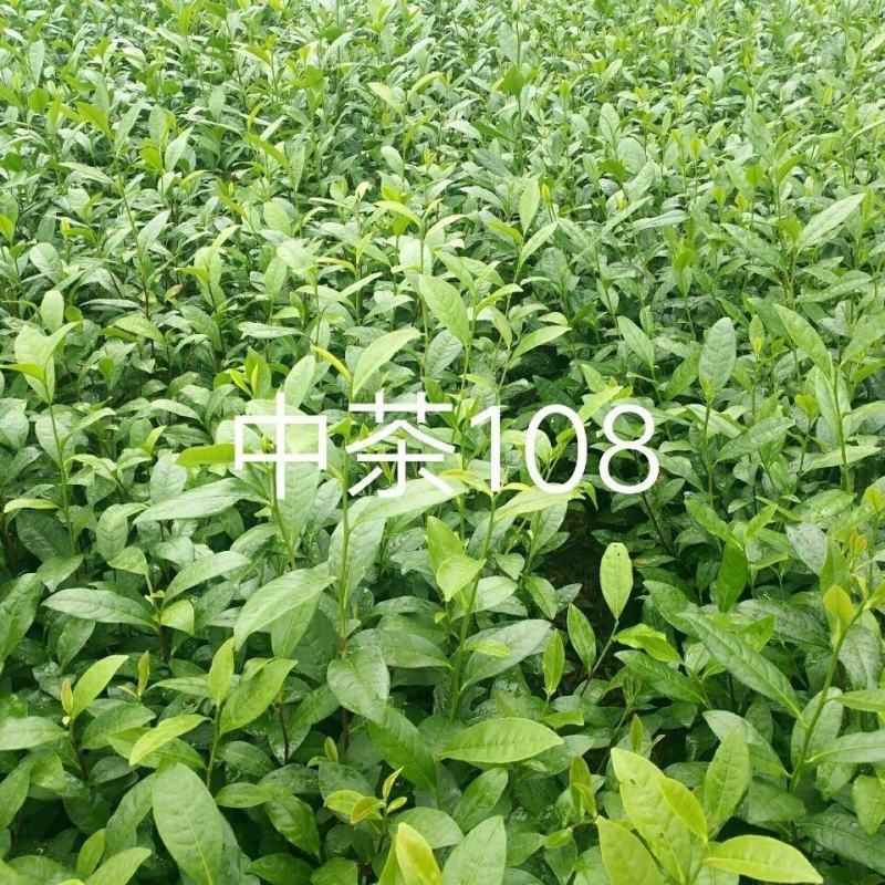 【优选】四川雅安精品中茶108质优价廉货源充足量大从