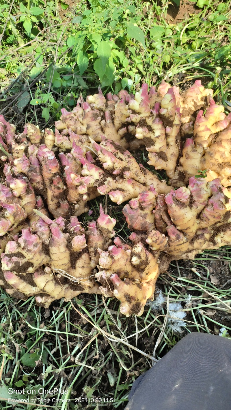 贵州精选生姜二黄姜基地直供质量保证货源充足全国发货