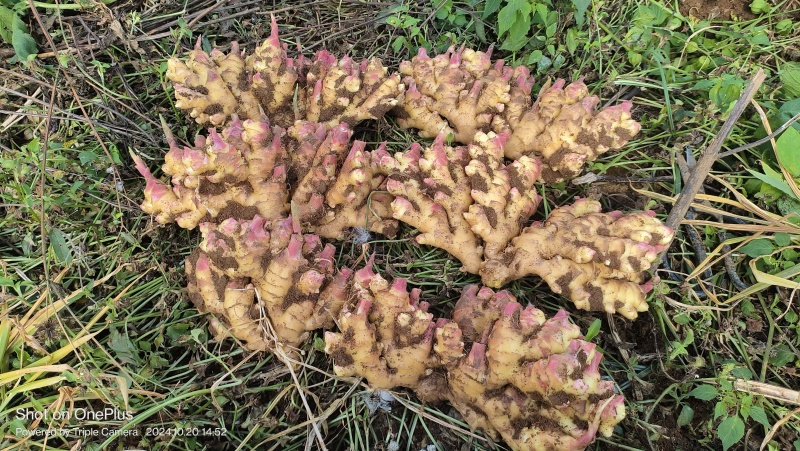 贵州精选生姜二黄姜基地直供质量保证货源充足全国发货