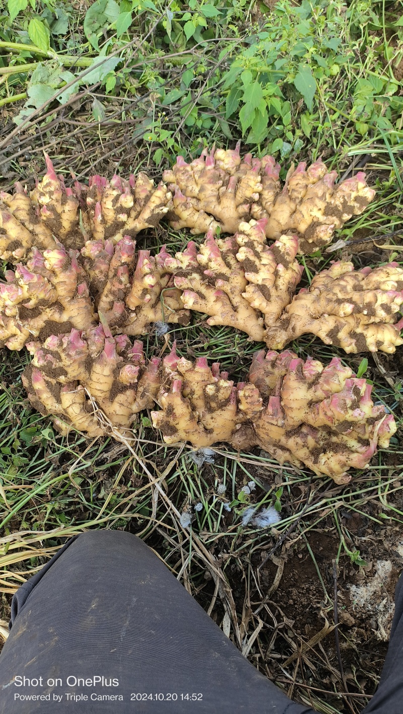 贵州精选生姜二黄姜基地直供质量保证货源充足全国发货