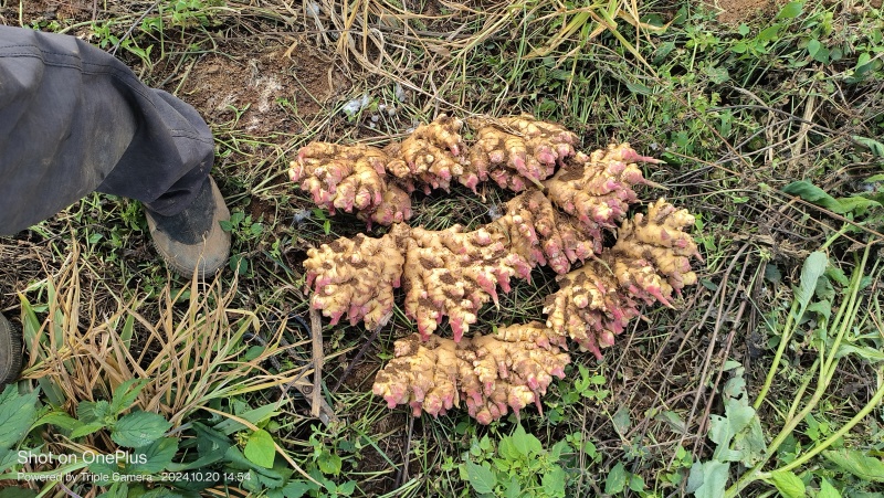 贵州精选生姜二黄姜基地直供质量保证货源充足全国发货
