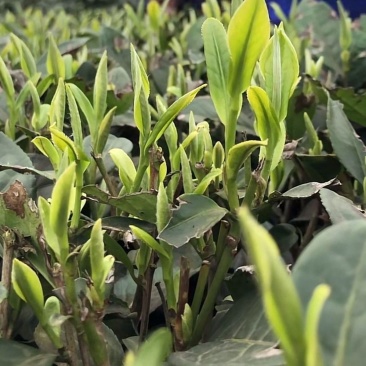福选九号茶树苗规格齐全根系发达粗壮耐寒成活率高