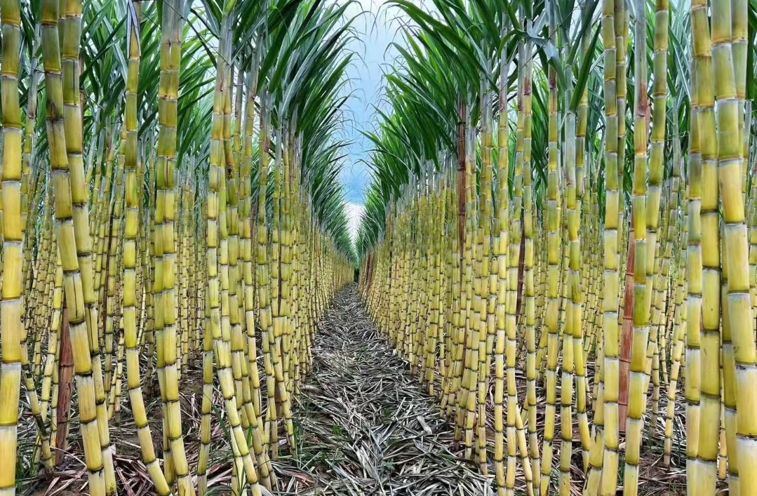 一片茂盛的甘蔗田,阳光洒在深绿色的甘蔗叶上,成排的黑皮甘蔗挺拔生长,背景为南方农村田园风光,远处有农夫正在收割 甘蔗田全景图