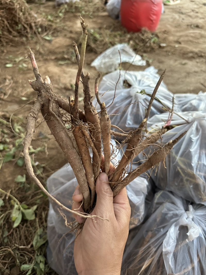 2年芍药苗，赤芍苗自家苗圃，一手货源