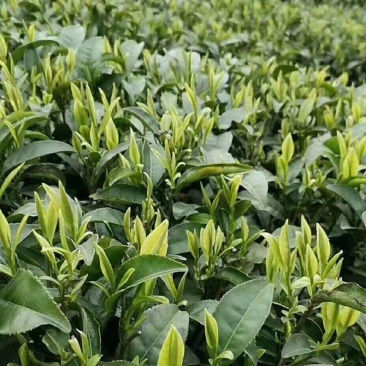 郁金香茶苗成活率高现挖现发品质保证质优价廉