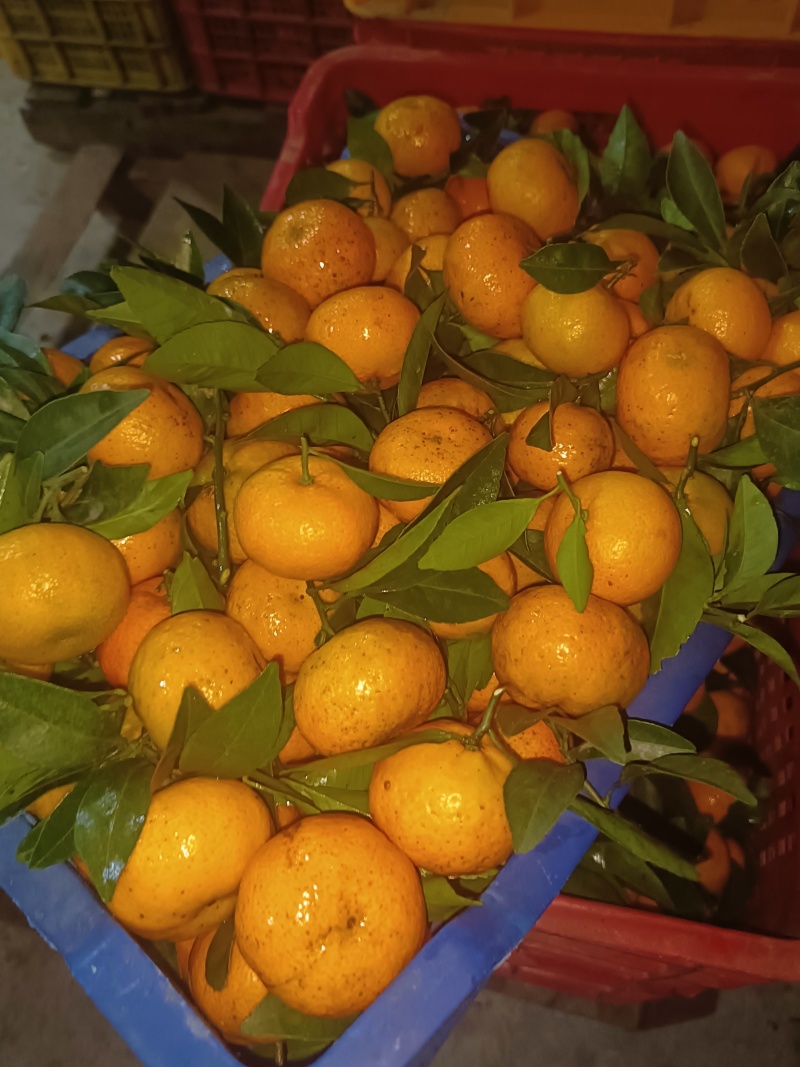 精品棉桔（蜜广）广西产地直供柑橘口感甘甜美味对接大型市场