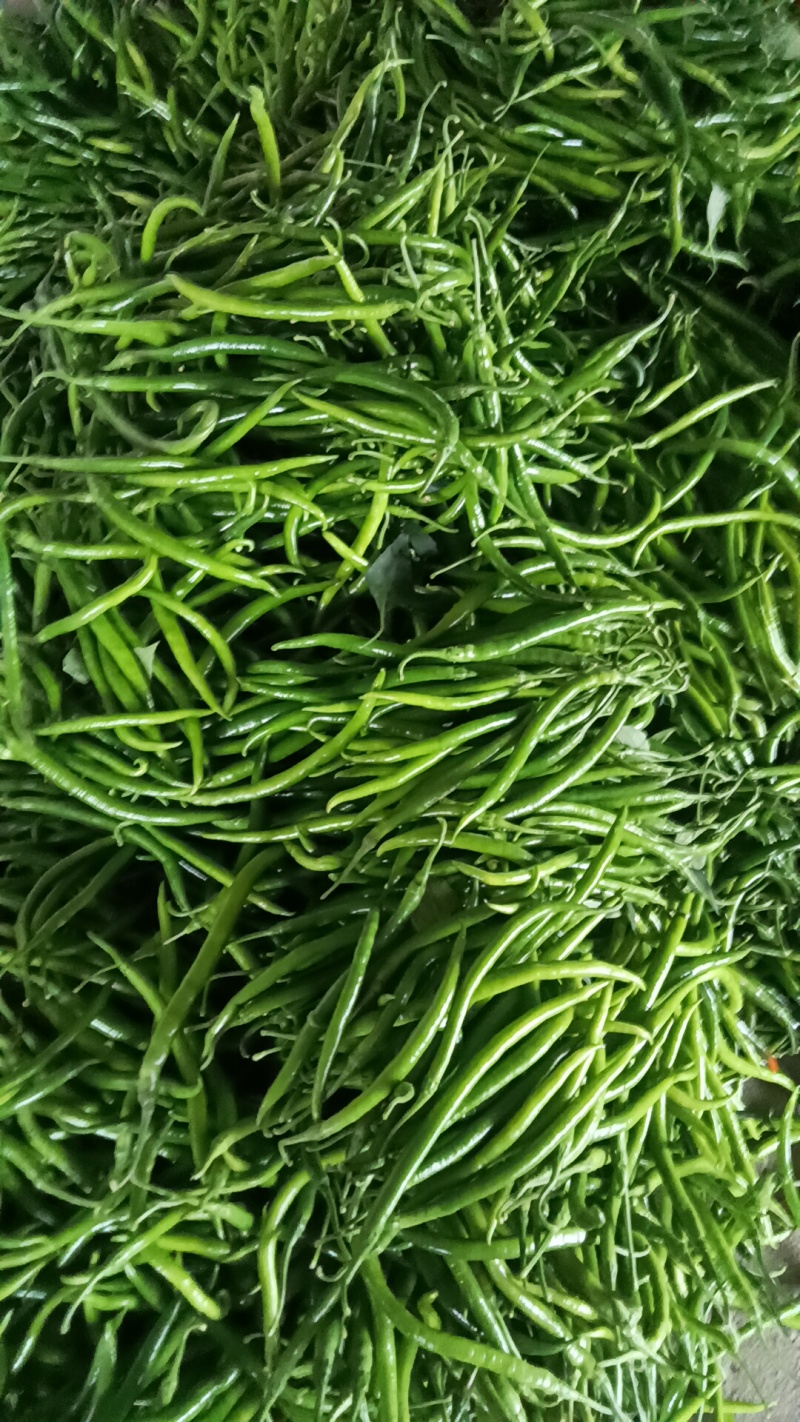 青线椒大量有货多年老店供货稳定
