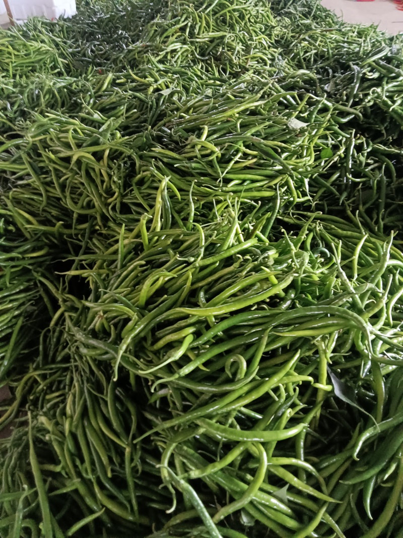 青线椒大量有货多年老店供货稳定