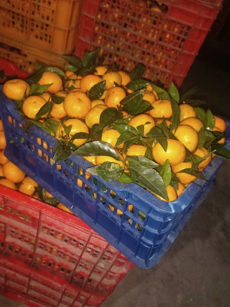 精品棉桔（蜜广）广西产地直供柑橘口感甘甜美味对接大型市场