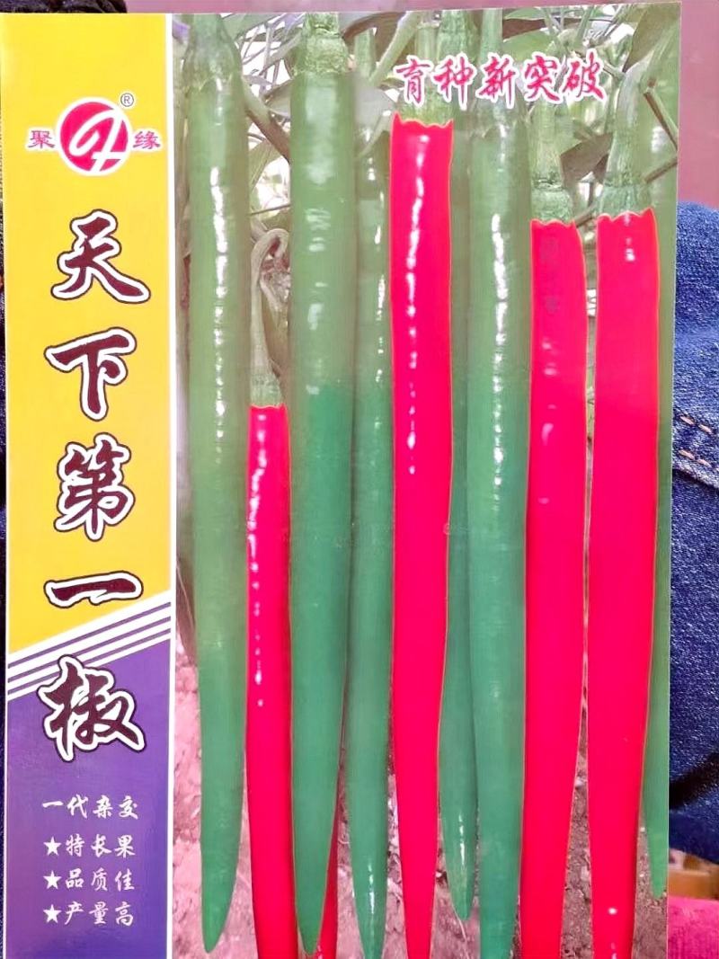 辣椒种子天下**椒育种新突破青红两用辣香结果多