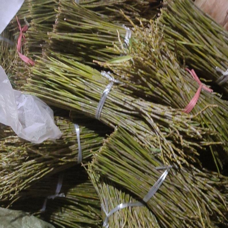 【产地直发】（包邮)精选叠鞘石斛鲜条榨汁，煲汤大量供应