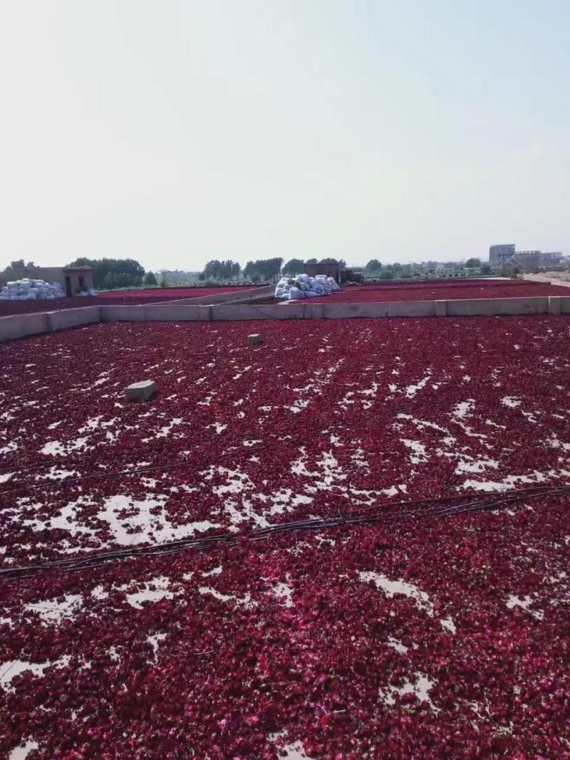 花瓣、玫瑰花瓣、重瓣玫瑰、无农残过全检每月20吨