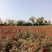 花瓣、玫瑰花瓣、重瓣玫瑰、无农残过全检每月20吨
