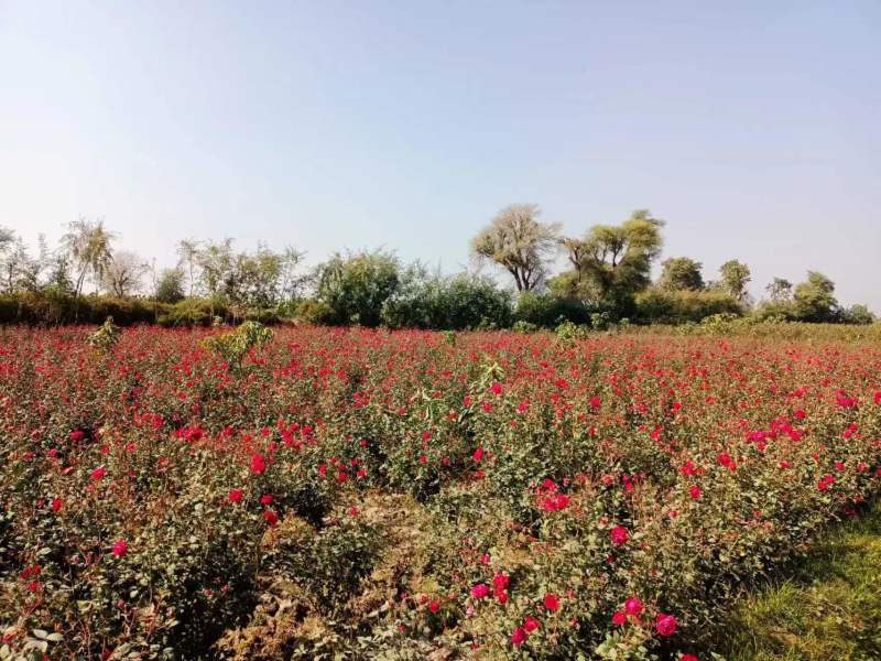 花瓣、玫瑰花瓣、重瓣玫瑰、无农残过全检每月20吨