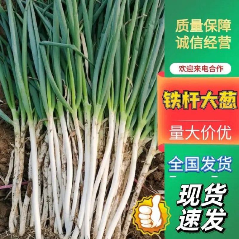 【精品】铁杆大葱/各种规格/价格优惠/产地直发