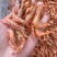 虾干干虾地摊电商批发樱花虾干河虾干干河虾