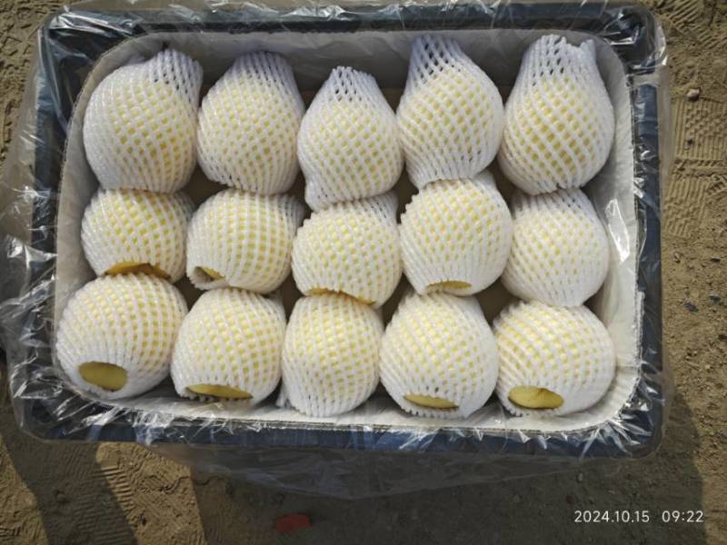 新鲜山西省平遥贡梨，甜脆多汁，量大对接全国各大市场，
