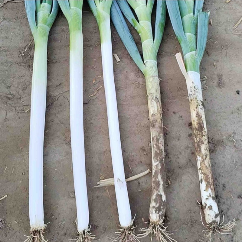 【精品】铁杆大葱/各种规格/价格优惠/产地直发