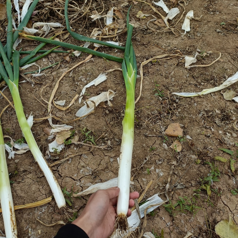 【精品】铁杆大葱/各种规格/价格优惠/产地直发