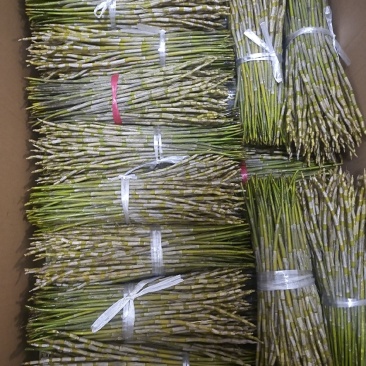 夹江叠鞘石斛鲜条