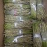 夹江叠鞘石斛鲜条