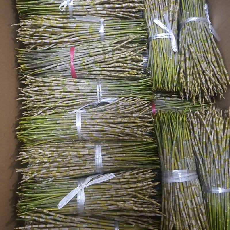 夹江叠鞘石斛鲜条