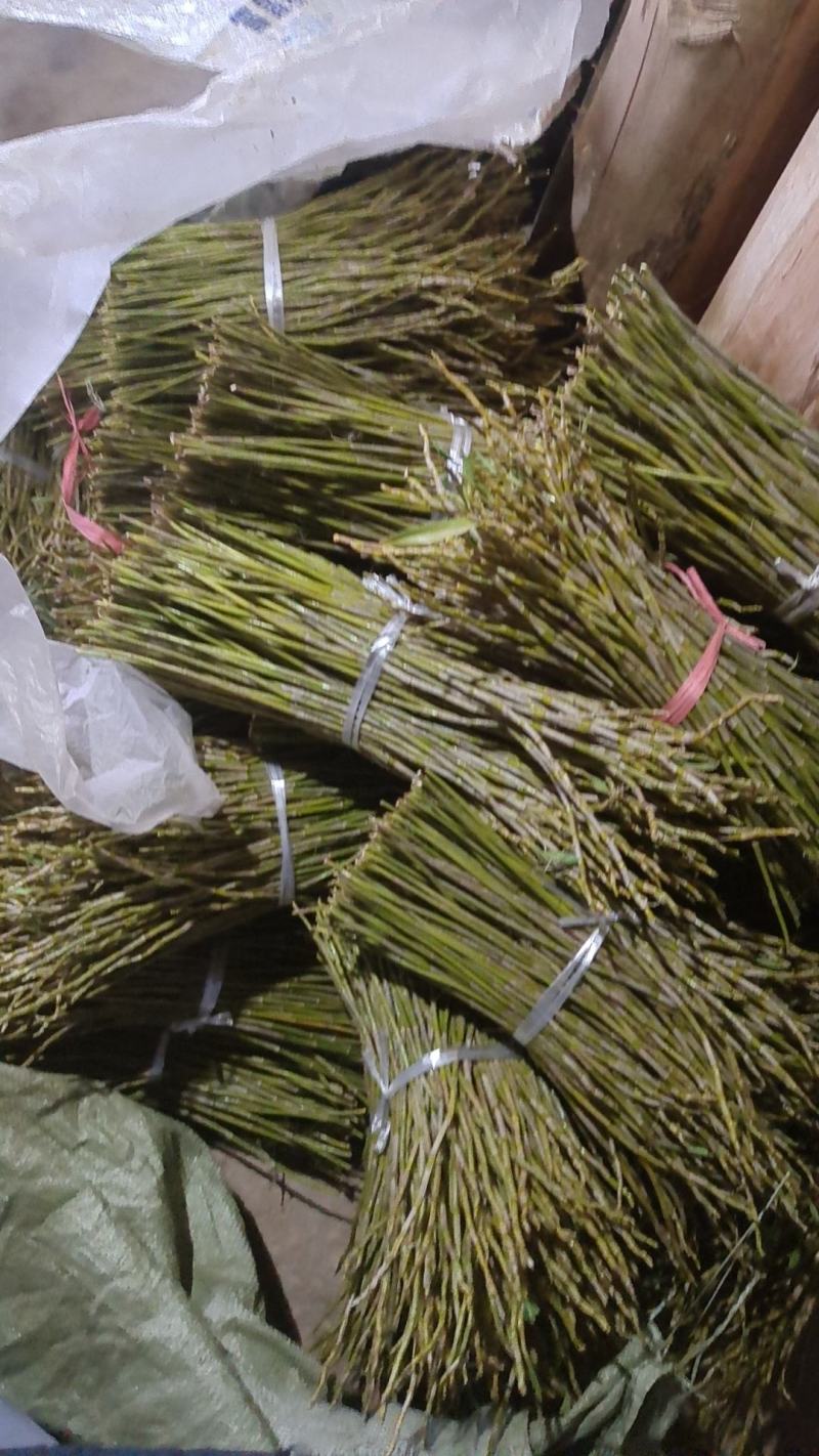 夹江叠鞘石斛鲜条